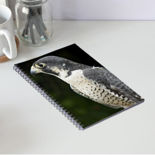 Cuaderno Foto de halcón peregrino en la naturaleza