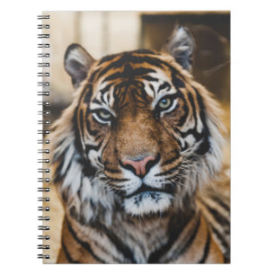 CUADERNO FOTO DE LA CARA DE TIGER