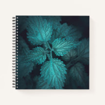 Foto de la naturaleza de la ortiga candente