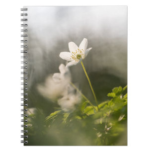 Cuaderno Foto de la naturaleza de las flores blancas