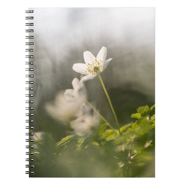Cuaderno Foto de la naturaleza de las flores blancas (Frente)
