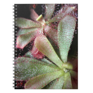 Cuaderno Foto de la planta de rocío solar de Hamilton