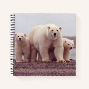 Cuaderno Foto de madre de oso polar y crías