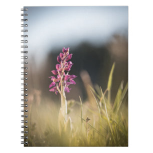 Cuaderno Foto de orquídea silvestre en la naturaleza
