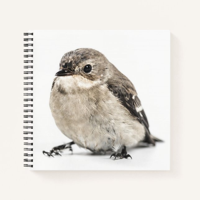 Cuaderno Foto de pájaro de jardín pequeño (Anverso)