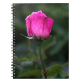 Cuaderno - Foto de Rosa Rosa Elegante