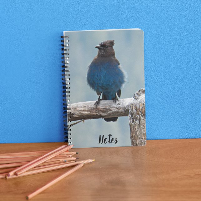 Cuaderno Foto de Steller de Jay Bird (In Situ)