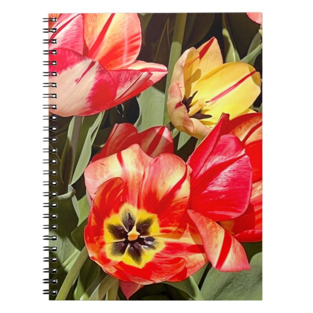 Cuaderno Foto de una flor de Nueva Inglaterra (Frente)