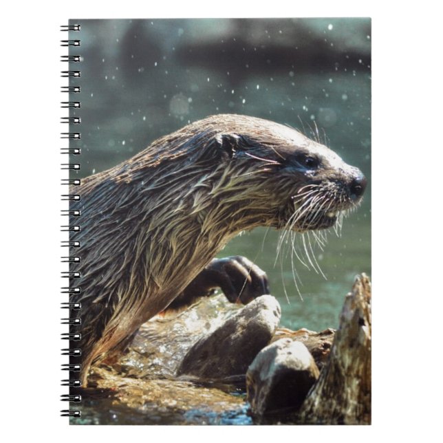Cuaderno Foto de vida silvestre de River Otter (Frente)