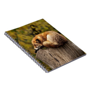 Cuaderno Foto de zorro dormido