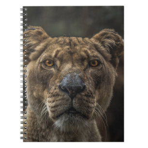 CUADERNO FOTO FOCAL SELECTIVA DEL OSO MARRÓN DURANTE EL DÍA