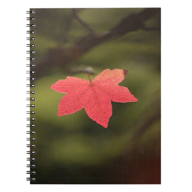 Cuaderno Foto natural de la hoja de arce de otoño roja (Frente)