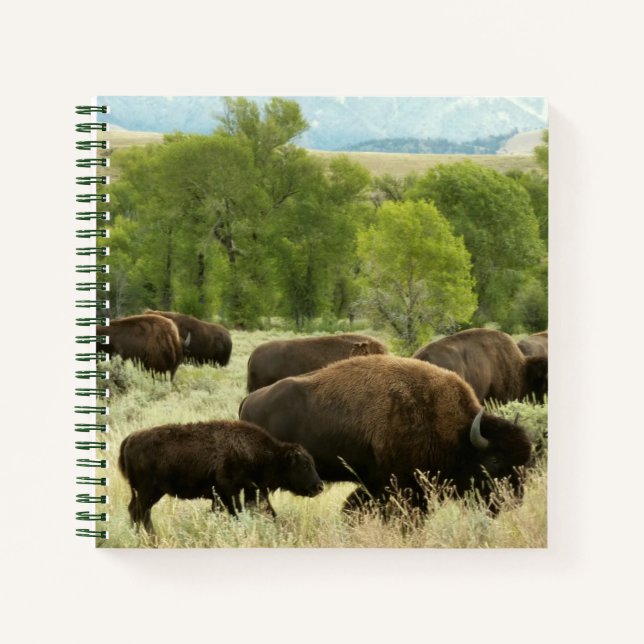 Cuaderno Fotografía de animales de la naturaleza de Wyoming (Anverso)