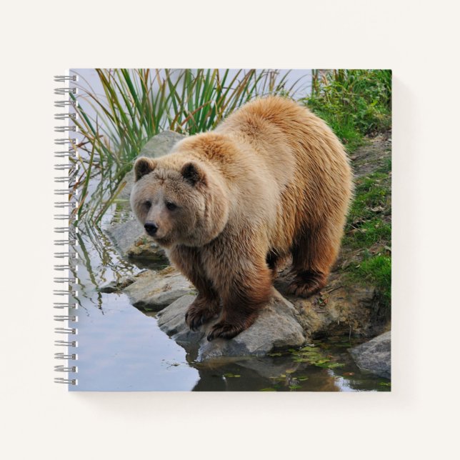 Cuaderno Fotografía de animales salvajes de oso pardo (Anverso)