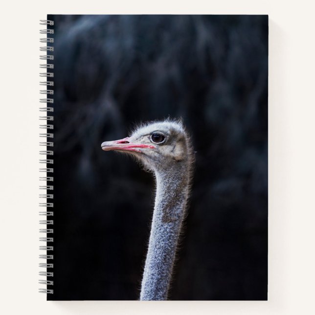 Cuaderno Fotografía de avestruz (Anverso)