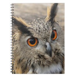 Cuaderno Fotografía de búho de águila cuta