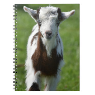 Cuaderno fotografía de cabra joven