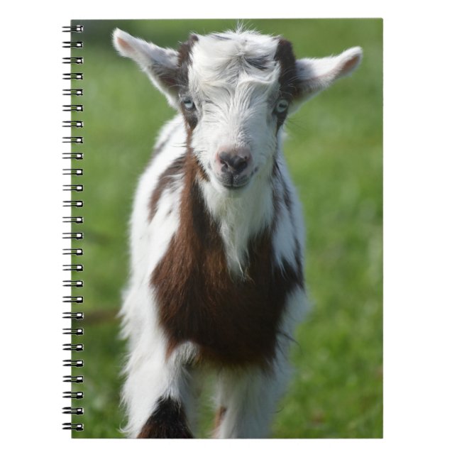 Cuaderno fotografía de cabra joven (Frente)