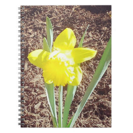 Cuaderno Fotografía de Daffodil Primavera Amarilla