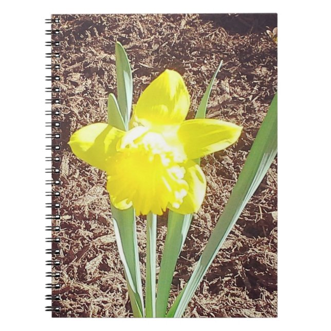 Cuaderno Fotografía de Daffodil Primavera Amarilla (Frente)