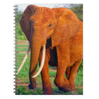 Fotografía de elefante africano adulto