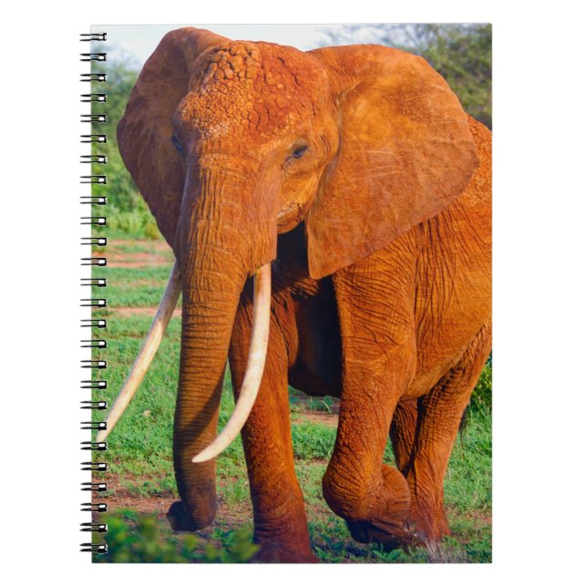Cuaderno Fotografía de elefante africano adulto (Frente)