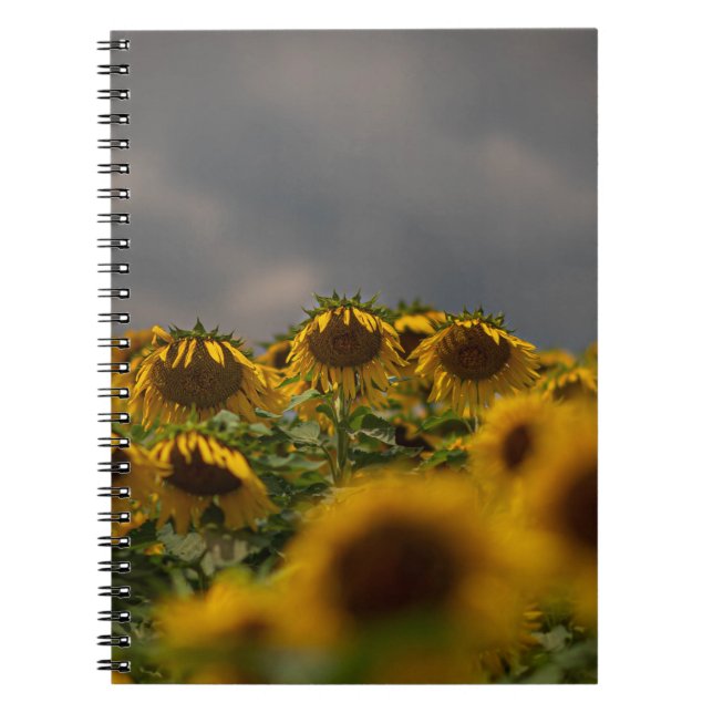 CUADERNO FOTOGRAFÍA DE ENFOQUE SELECTIVA DE LAS FLORES AMAR (Frente)
