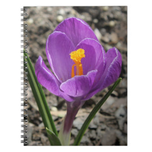 Cuaderno Fotografía de flor de croco amarillo púrpura en 