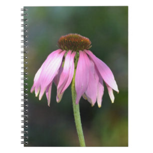 Cuaderno Fotografía de flor de Echinacea rosa