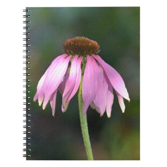 Cuaderno Fotografía de flor de Echinacea rosa (Frente)