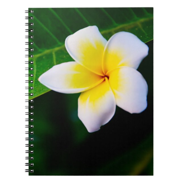 Cuaderno Fotografía de Flor de Plumeria (Frente)