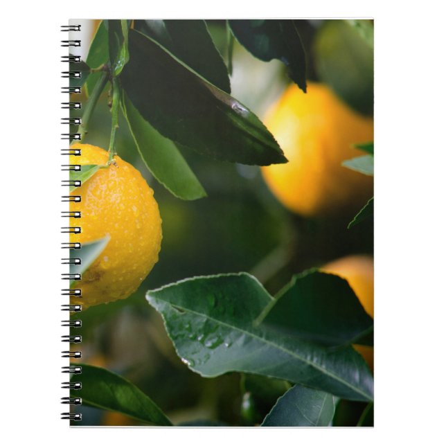 Cuaderno Fotografía de fruta del árbol de limón (Frente)