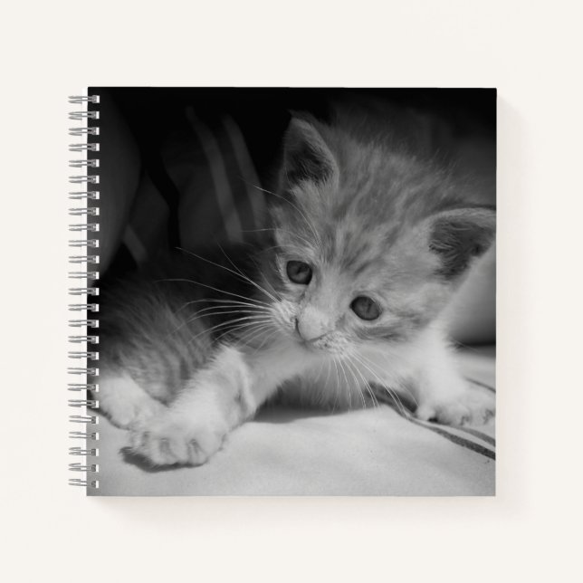 Cuaderno Fotografía de Gatito Blanco y Negro (Anverso)