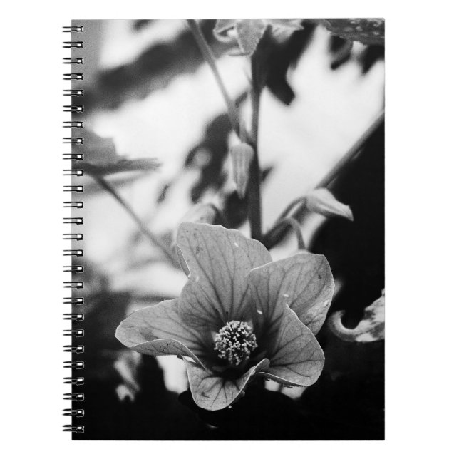 Cuaderno Fotografía de la flor pictum con abutilón blanco y (Frente)