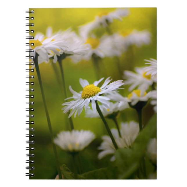 Cuaderno - Fotografía de margaritas (Frente)