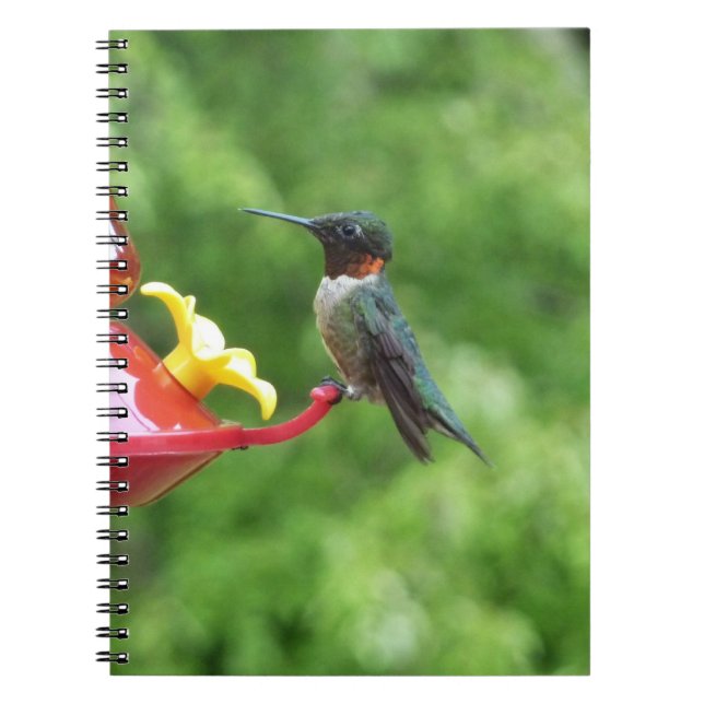 Cuaderno Fotografía de pájaro húmedo con trompetas de rubí (Frente)