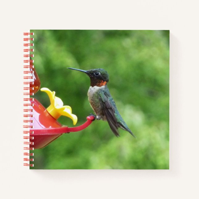 Cuaderno Fotografía de pájaro húmedo con trompetas de rubí (Anverso)