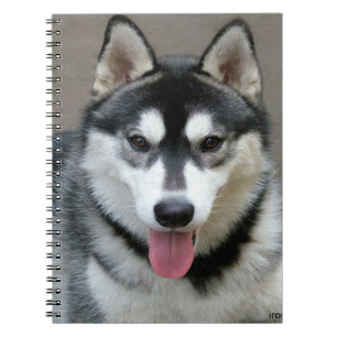 Cuaderno Fotografía de perro malamute de Alaskan