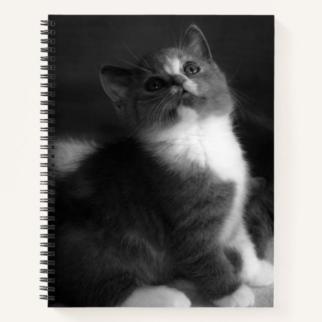 Cuaderno Fotografía de retrato blanco y negro de gatito lin (Anverso)