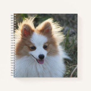 Cuaderno Fotografía de retrato de perro Pomerania Spitz lin