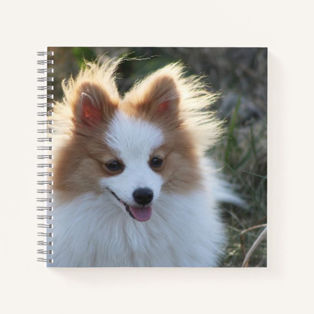 Cuaderno Fotografía de retrato de perro Pomerania Spitz lin (Anverso)