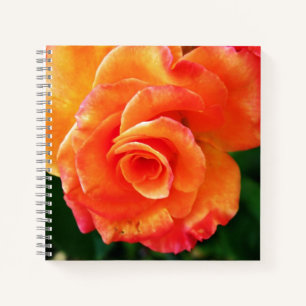 Cuaderno Fotografía de rosa naranja vibrante