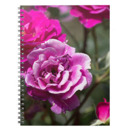 Cuaderno - Fotografía de rosas hermosas