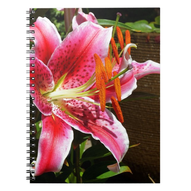 Cuaderno Fotografía de Stargazer Lily (Frente)
