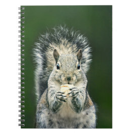 Cuaderno Fotografía de Vida Silvestre Cute Squirrel