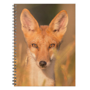 Cuaderno Fotografía de vida silvestre de los ojos del zorro