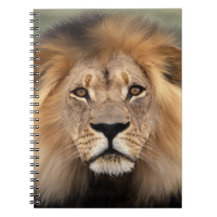 Cuaderno Fotografía del león