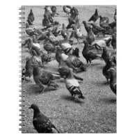Fotografía en blanco y negro de muchas palomas