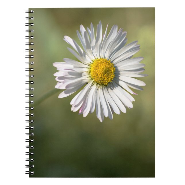 Cuaderno - Fotografía Floral de Margarita (Frente)