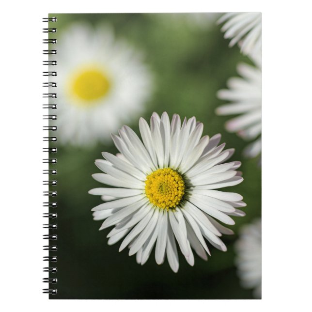 Cuaderno - Fotografía Floral de Margaritas (Frente)